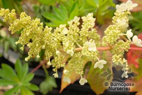 HYDRANGEA quercifolia 'Munchkin' 